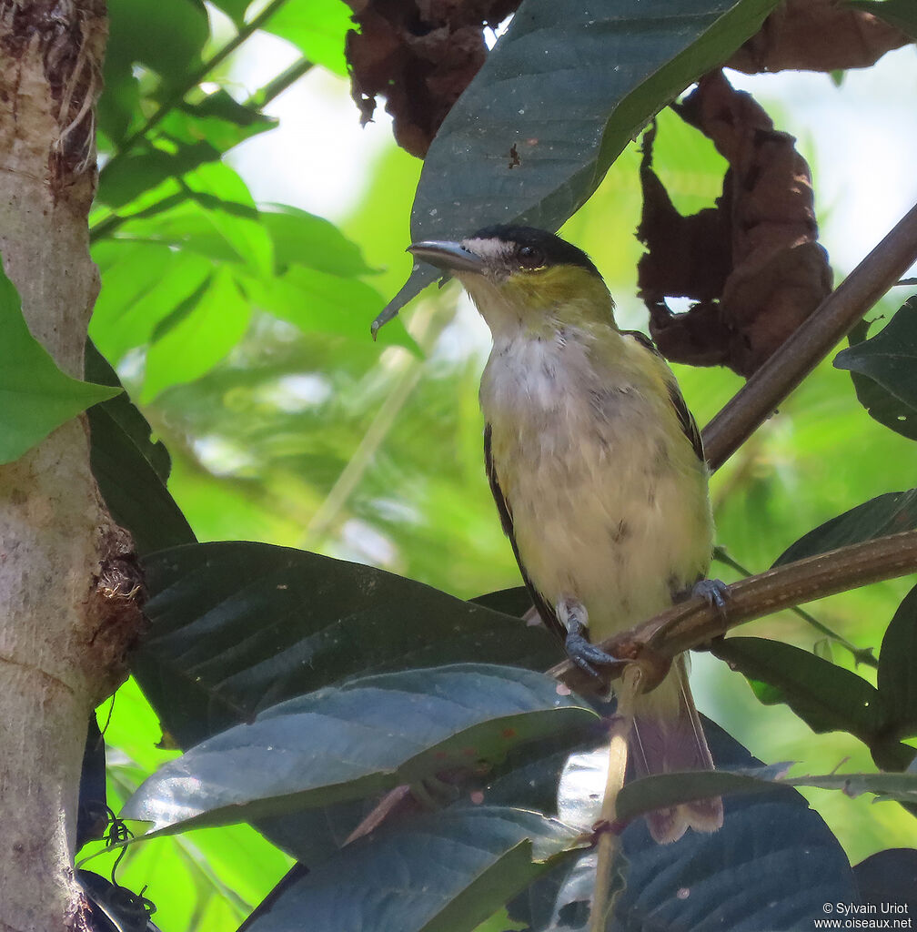 Green-backed Becard male adult