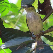 Green-backed Becard