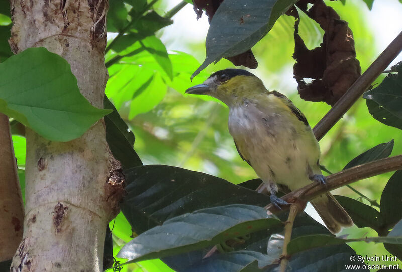 Green-backed Becard male adult