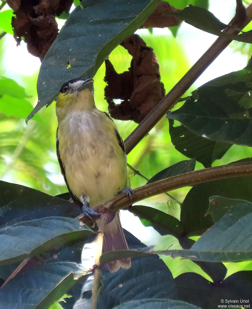 Green-backed Becard male adult