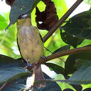 Green-backed Becard