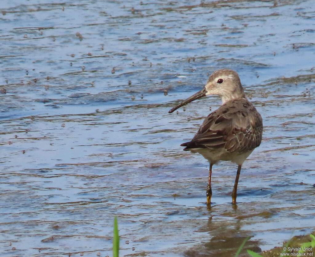 Stilt Sandpiperadult