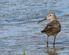 Stilt Sandpiper