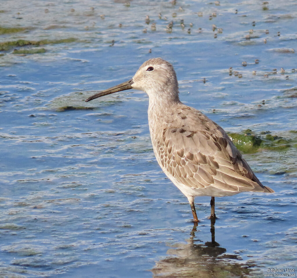 Stilt Sandpiperadult