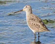 Stilt Sandpiper