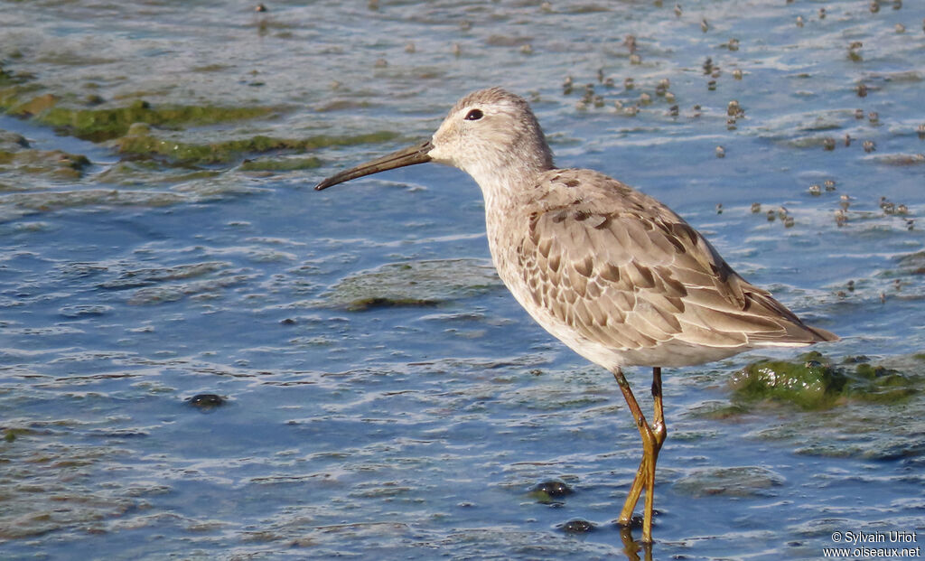 Stilt Sandpiperadult