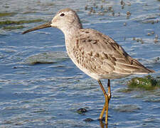 Stilt Sandpiper