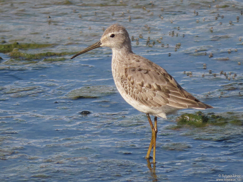 Stilt Sandpiperadult