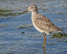 Stilt Sandpiper