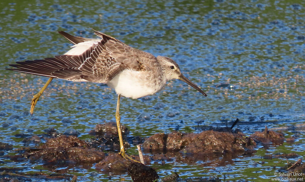 Stilt SandpiperFirst year