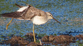 Stilt Sandpiper