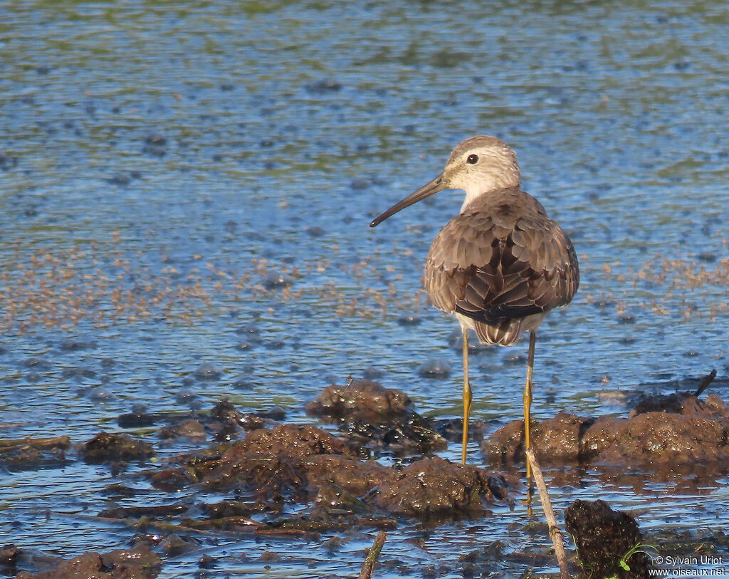 Stilt Sandpiperadult post breeding