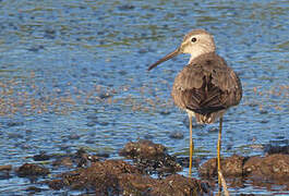 Stilt Sandpiper