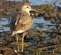 Stilt Sandpiper