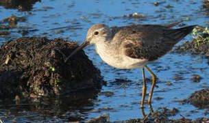 Stilt Sandpiper