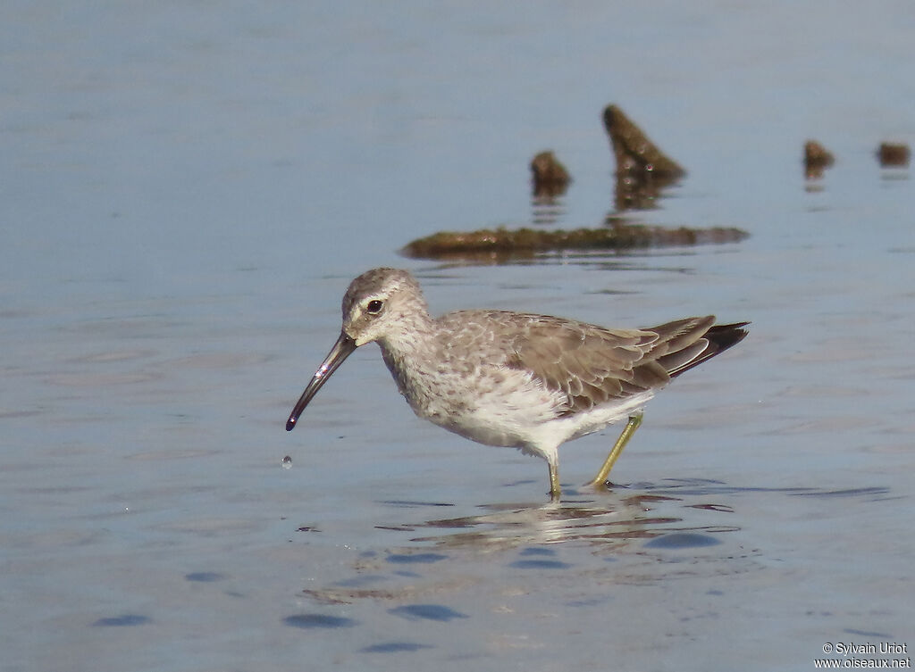 Stilt Sandpiperadult post breeding