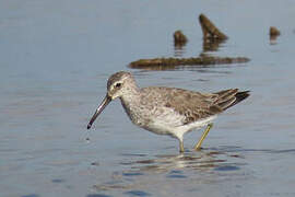 Stilt Sandpiper