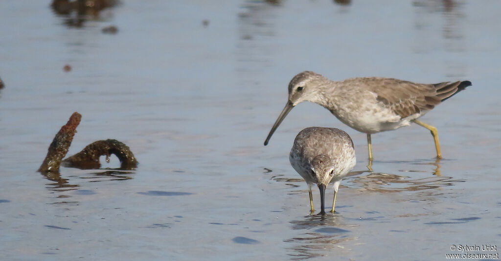 Stilt Sandpiperadult post breeding