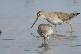 Stilt Sandpiper