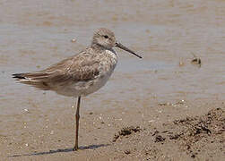 Stilt Sandpiper