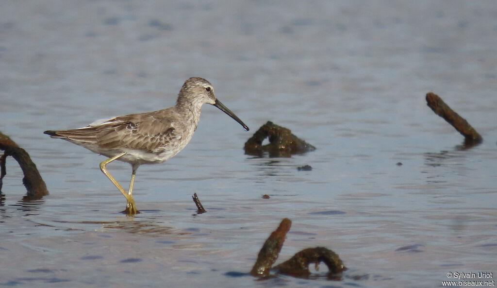 Stilt Sandpiperadult post breeding