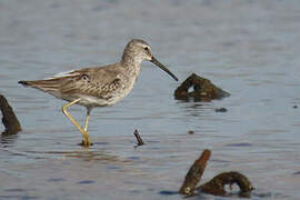 Stilt Sandpiper