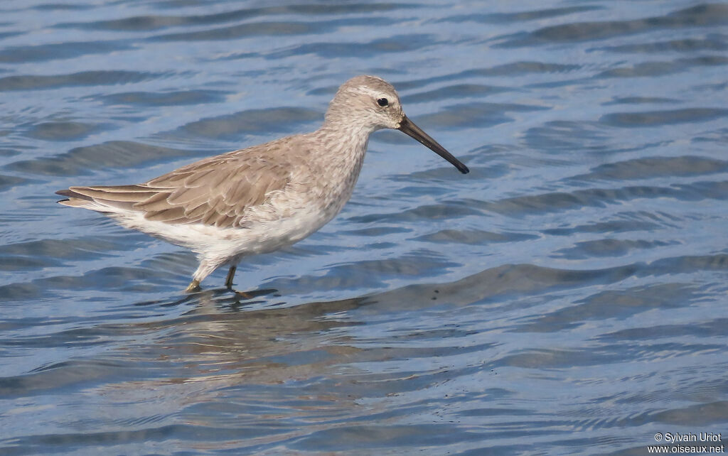 Stilt Sandpiperadult post breeding