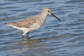 Stilt Sandpiper