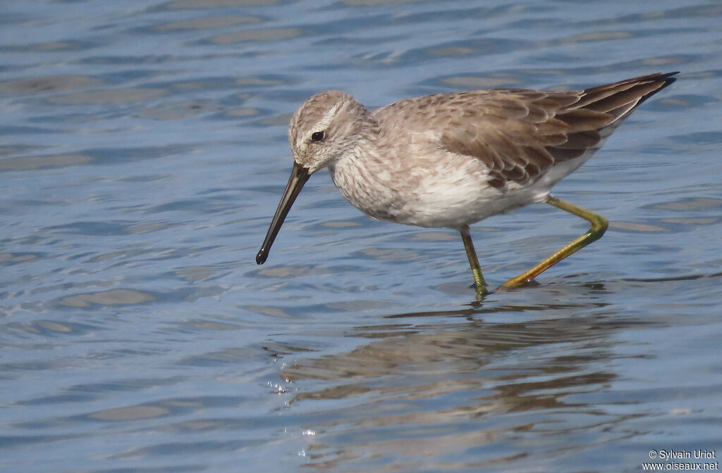 Stilt Sandpiperadult post breeding