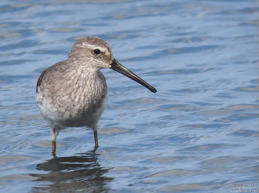 Stilt Sandpiperadult post breeding