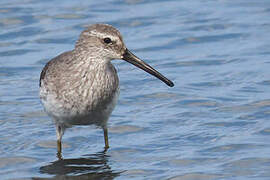 Stilt Sandpiper