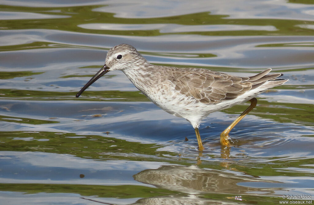 Stilt Sandpiperadult