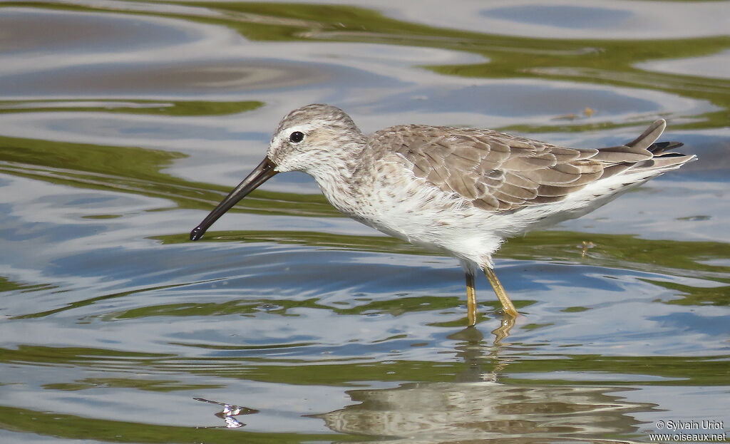 Stilt Sandpiperadult post breeding