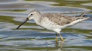 Stilt Sandpiper