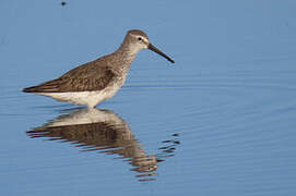 Stilt Sandpiper
