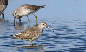 Stilt Sandpiper