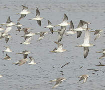 Stilt Sandpiper