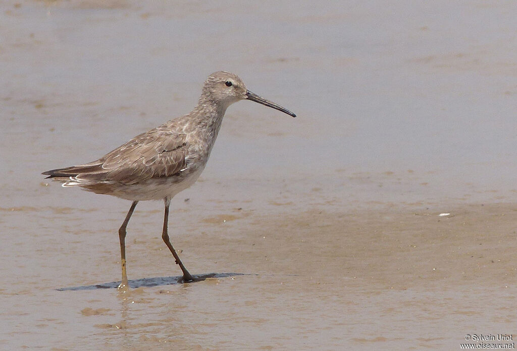 Stilt Sandpiper