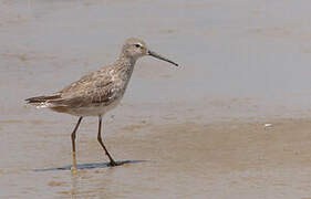 Stilt Sandpiper