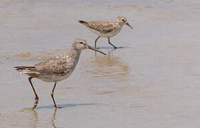 Stilt Sandpiper