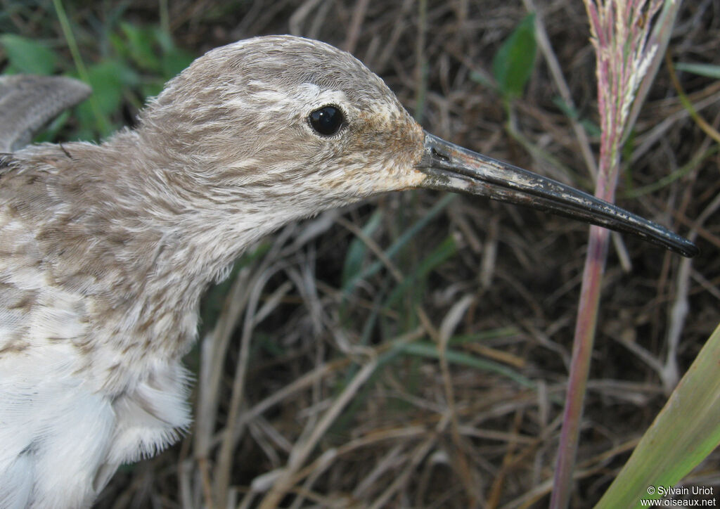 Stilt Sandpiperadult