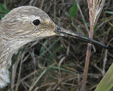 Stilt Sandpiper