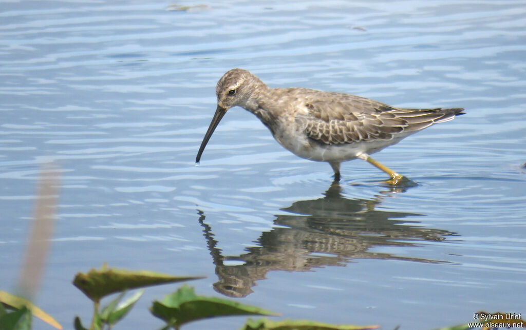 Stilt Sandpiperadult post breeding