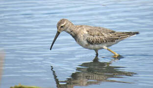 Stilt Sandpiper