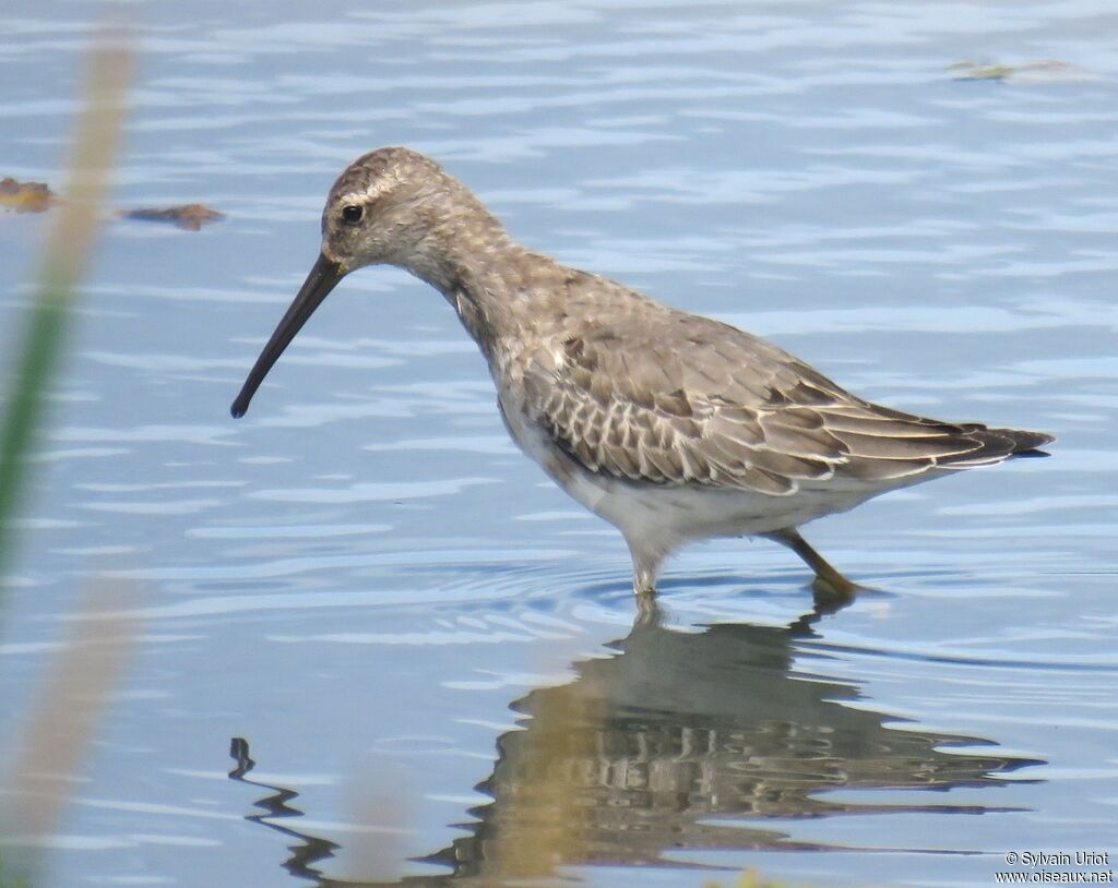 Stilt Sandpiperadult post breeding