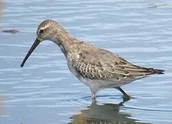 Stilt Sandpiper