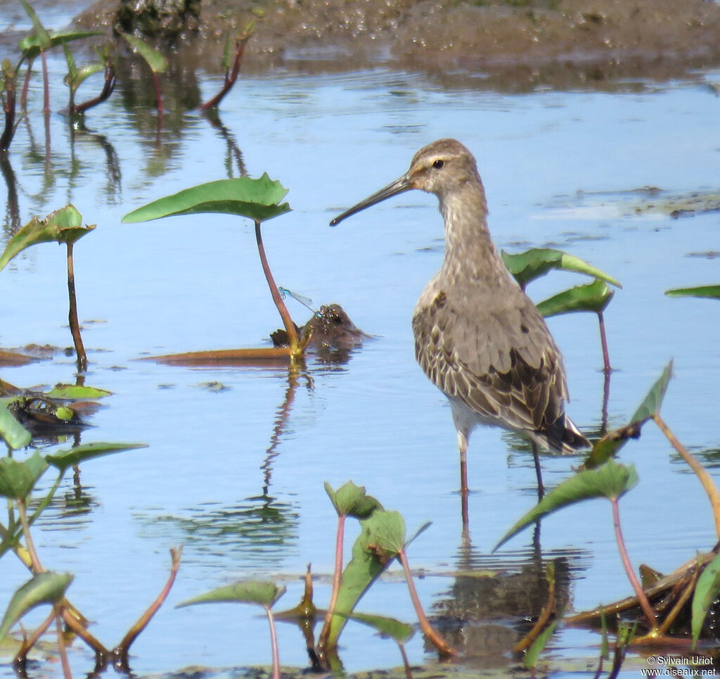 Stilt Sandpiperadult post breeding