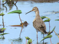 Stilt Sandpiper