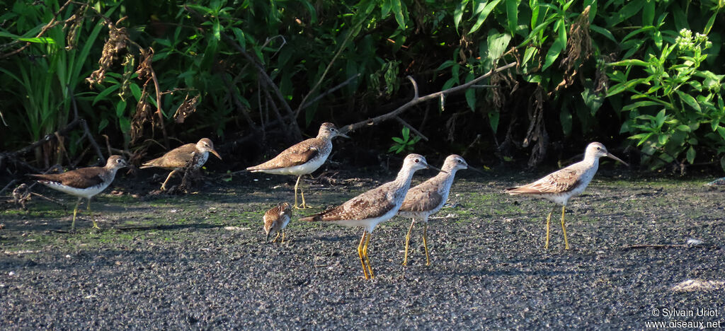 Stilt Sandpiperadult