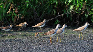 Stilt Sandpiper